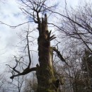 Krone der Rieseneiche im Sauerbusch