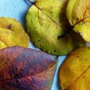 Herbstblätter Wildapfel