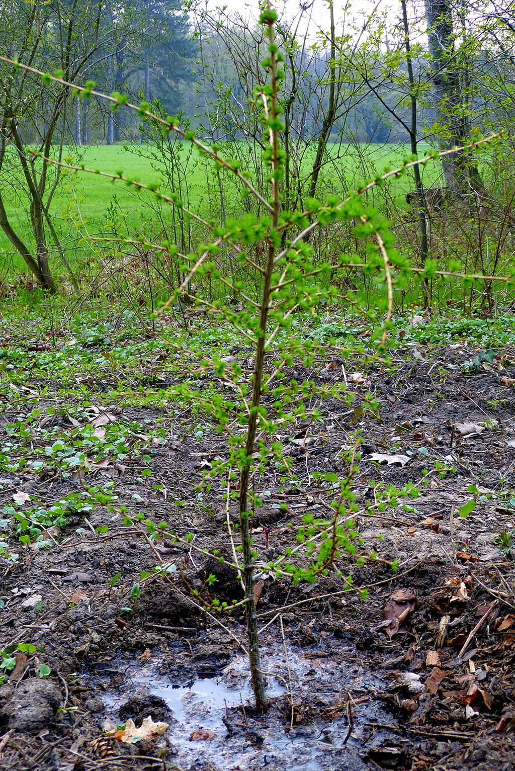 Bume  Raritten Fr Den Garten Entdecken Pflanzmich De