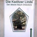 Der älteste Baum Dresdens