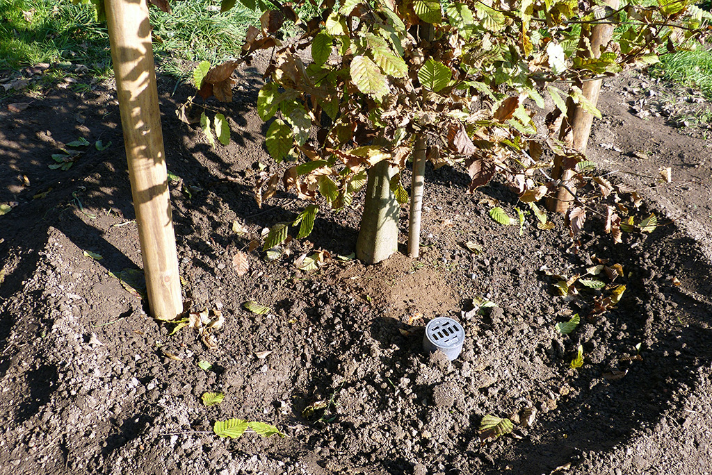 Mit Fielmann zwei Hainbuchen im Großen Garten gepflanzt