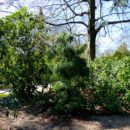 Zapfenkiefer (Pinus x schwerinii)